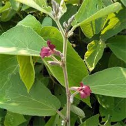 CÂY AN XOA THÀNH CÔNG