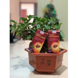 Hoạt huyết Ngọc Thanh